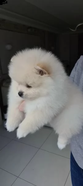 volpini di pomerania con pedigree | Foto 0