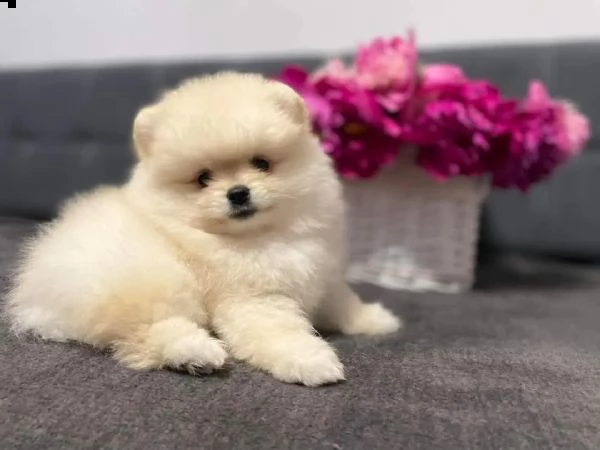 volpini di pomerania con pedigree