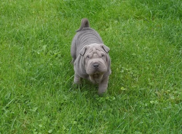 prestigiosi cuccioli sharpei cinesi di 80gg maschio e femmina | Foto 2