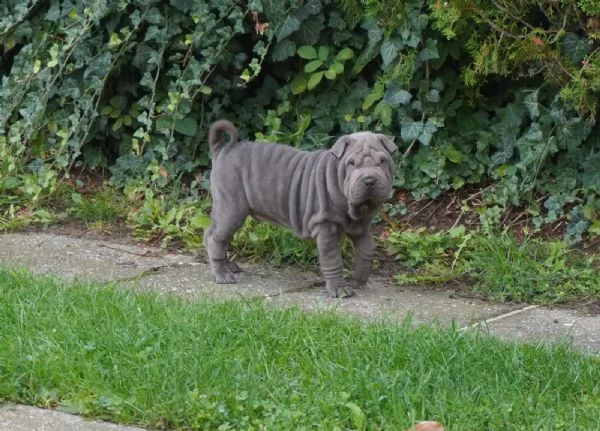 prestigiosi cuccioli sharpei cinesi di 80gg maschio e femmina | Foto 1