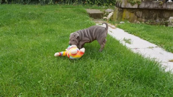 prestigiosi cuccioli sharpei cinesi di 80gg maschio e femmina | Foto 0