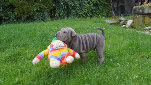 prestigiosi cuccioli sharpei cinesi di 80gg maschio e femmina