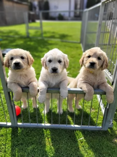 disponibile cucciolo di golden retriever