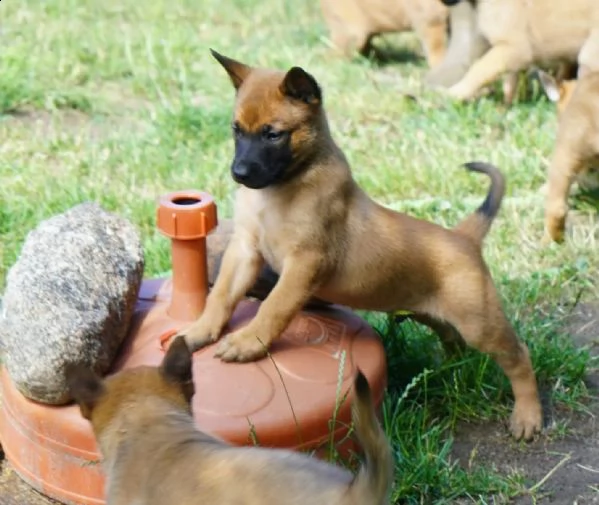 cuccioli di pastore belga malinois | Foto 2