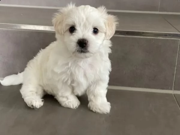 cuccioli maltesi di razza pura | Foto 2