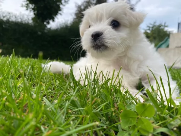 cuccioli maltesi di razza pura | Foto 1