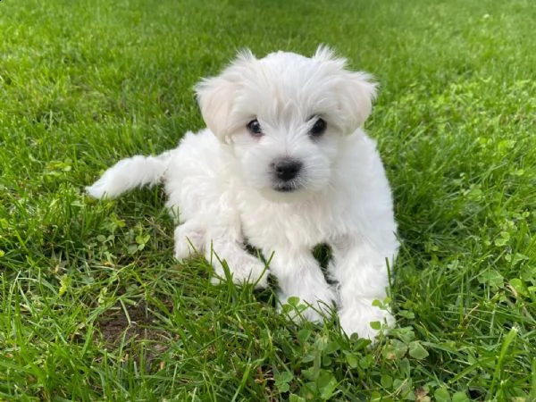 cuccioli maltesi di razza pura