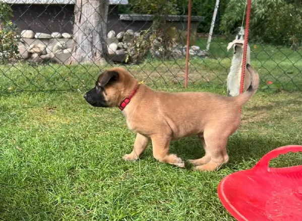 CUCCIOLI DI PASTORE BELGA MALINOIS | Foto 0