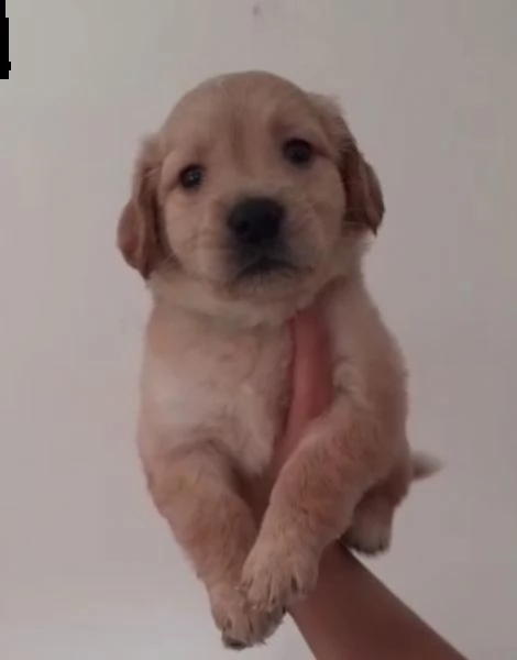 disponibile cucciolo di labrador 