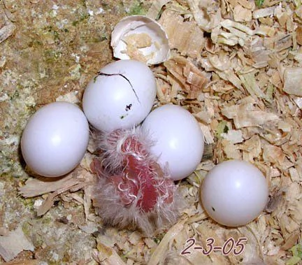 uova fresche di pappagallo in vendita | Foto 2
