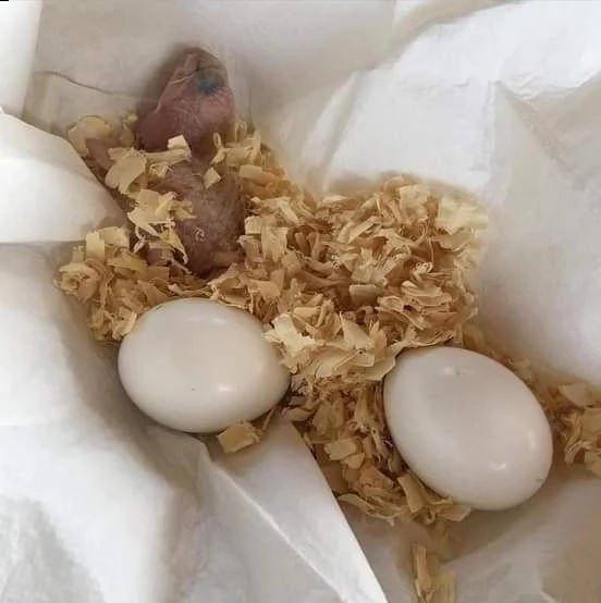 uova fresche di pappagallo in vendita | Foto 1
