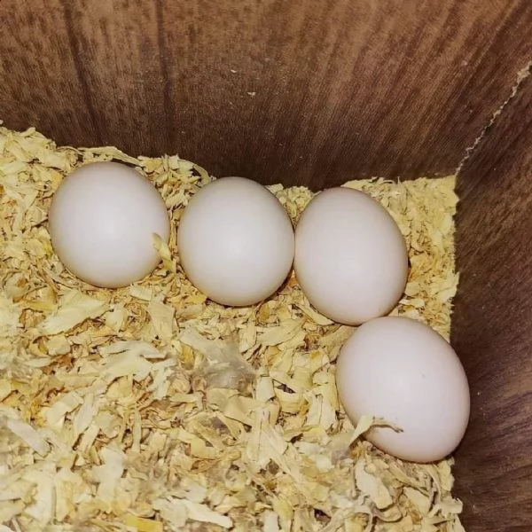 uova fresche di pappagallo in vendita