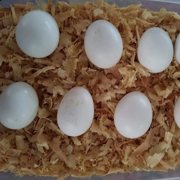 vendo uova fertili di pappagallo