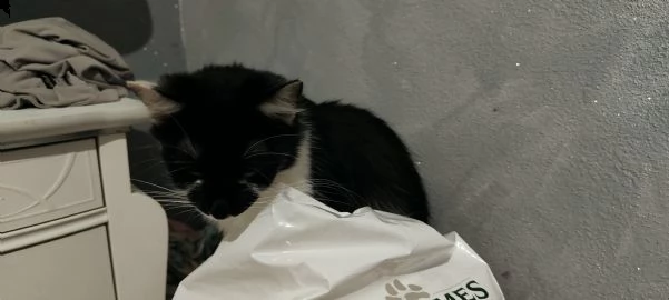 regalo gattine femmine  | Foto 4