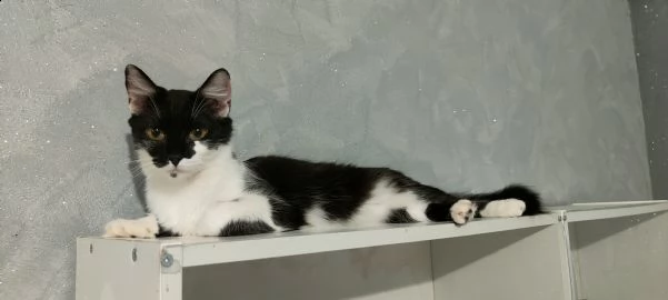 regalo gattine femmine  | Foto 3