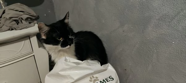 regalo gattine femmine  | Foto 2