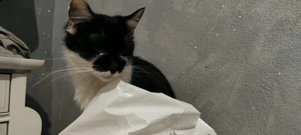 regalo gattine femmine  | Foto 1