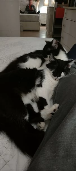 regalo gattine femmine 