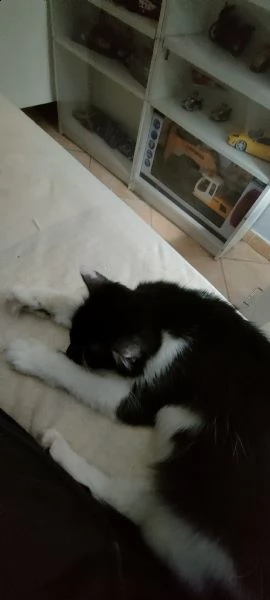 regalo gattine femmine  | Foto 0