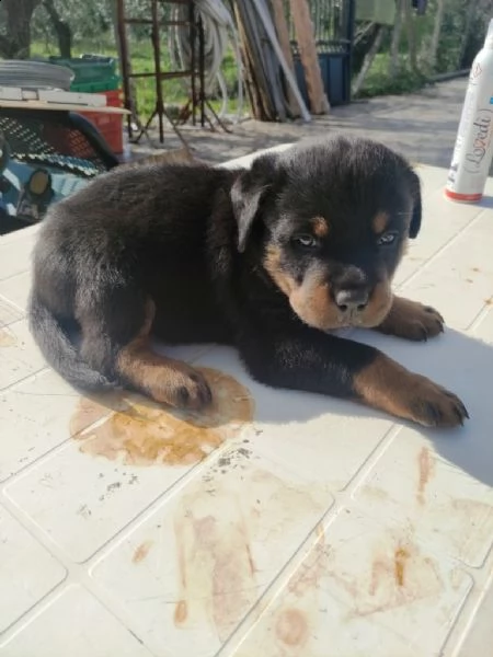 cuccioli di rottweiler | Foto 1