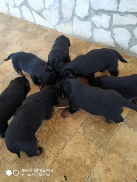 cuccioli di rottweiler