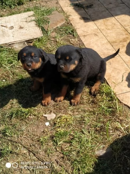 cuccioli di rottweiler | Foto 0