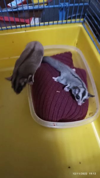 vendo coppia di petauri mamma e cucciolo più gabbia  | Foto 0