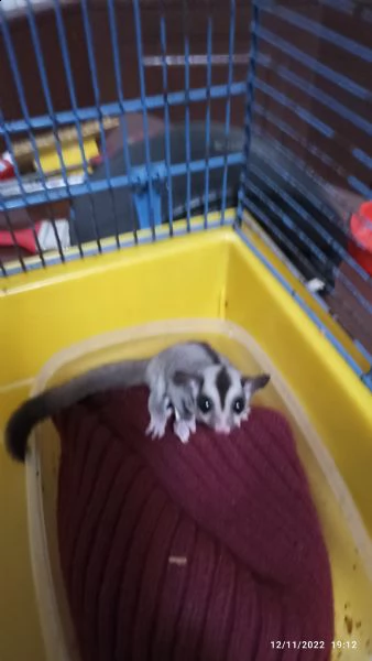 vendo coppia di petauri mamma e cucciolo più gabbia 