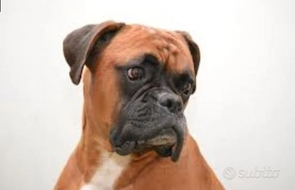 boxer femmina