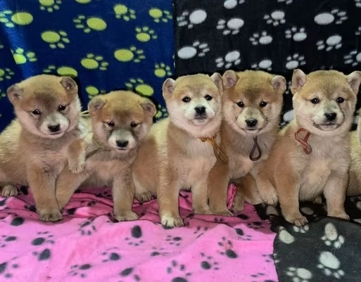 adorabili eccezionali shiba inu cuccioli