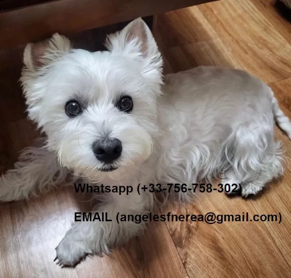 regalo cuccioli di westie