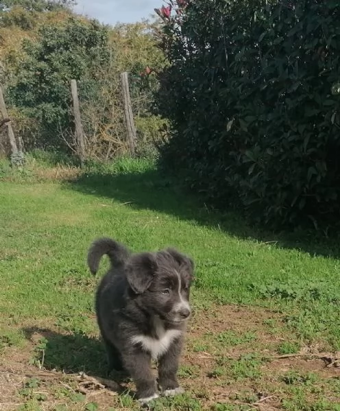 cuccioli incrocio  | Foto 1
