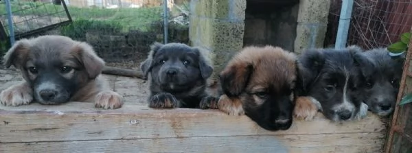 cuccioli incrocio 