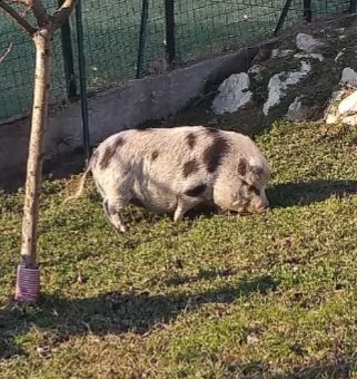 regalo maialina vietnamita 