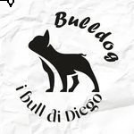 tyago bulldog francese merle' per accoppiamento | Foto 4