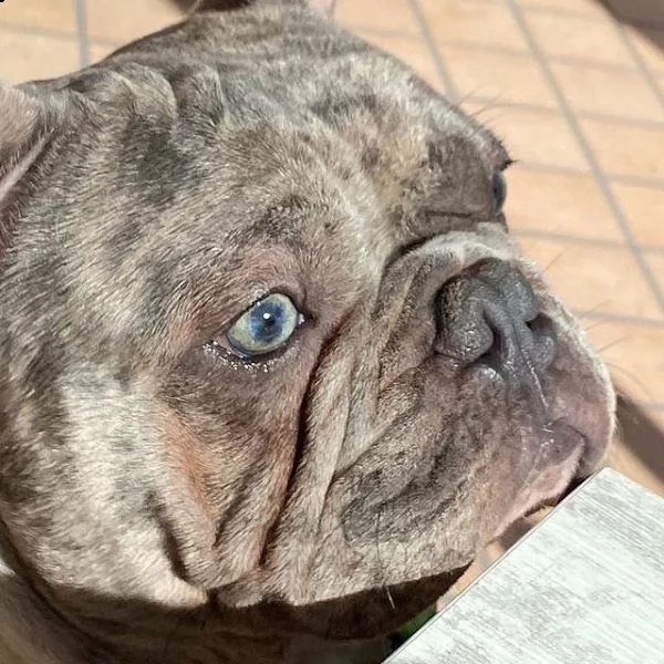 tyago bulldog francese merle' per accoppiamento | Foto 3