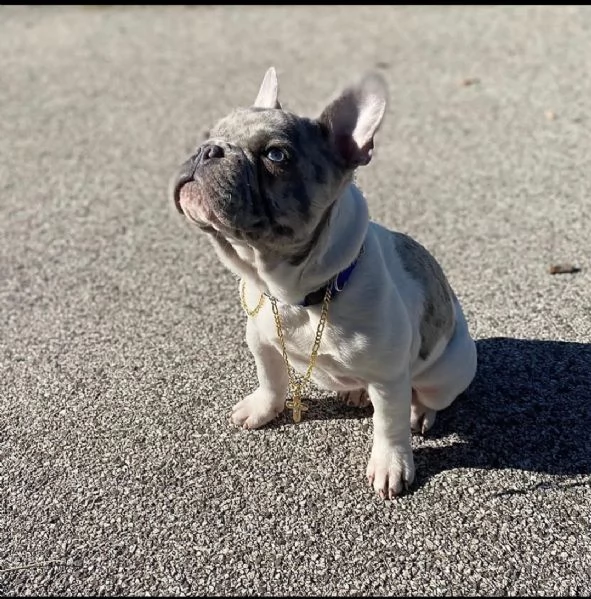 tyago bulldog francese merle' per accoppiamento