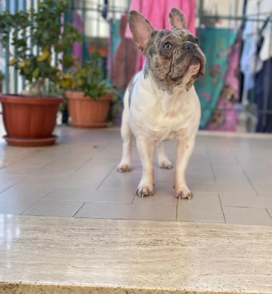 tyago bulldog francese merle' per accoppiamento | Foto 1