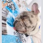 tyago bulldog francese merle' per accoppiamento | Foto 0