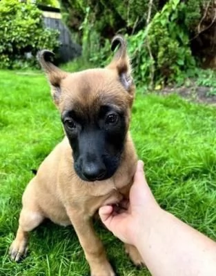 cuccioli pastore belga malinois | Foto 0