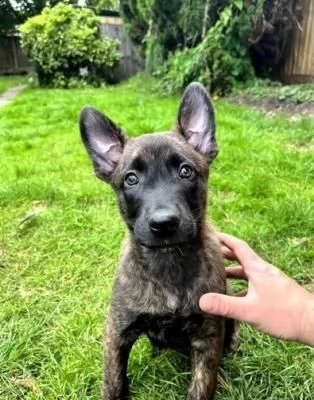 cuccioli pastore belga malinois