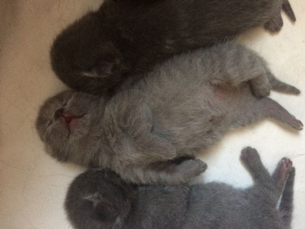 Vendita Cucciolo Certosino Da Privato A Reggio Emilia Cuccioli Gatto
