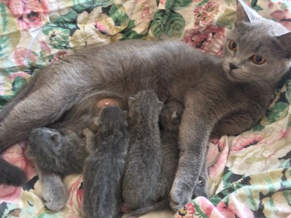 Vendita Cucciolo Certosino Da Privato A Reggio Emilia Cuccioli Gatto