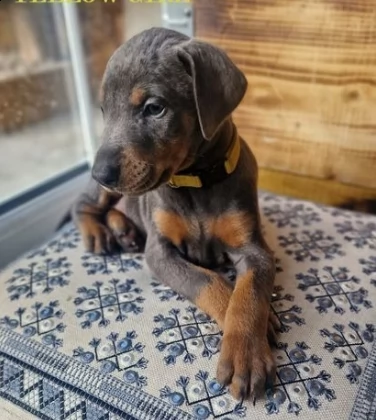 cuccioli di dobermann