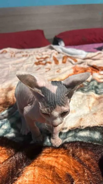 Cedesi Sphynx Maschio | Foto 3