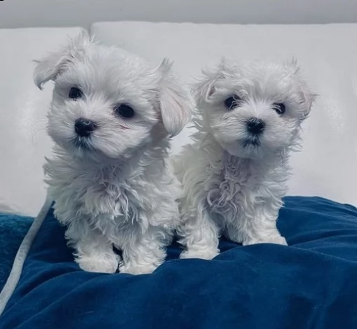 maltese terrier taglia piccola cuccioli