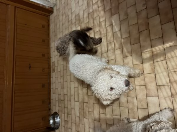 cucciolo di lagotto maschio