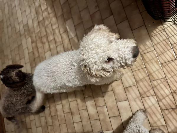 cucciolo di lagotto maschio | Foto 1