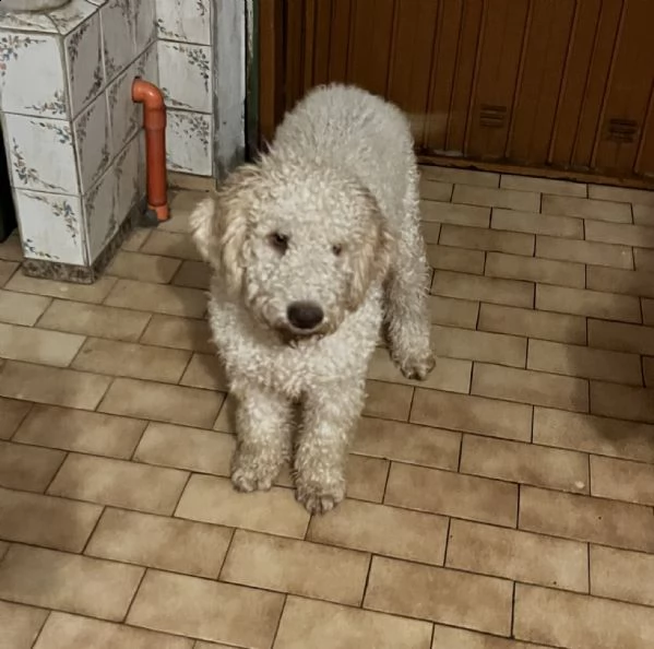 cucciolo di lagotto maschio | Foto 0