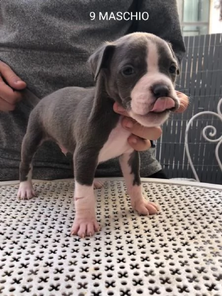cuccioli pitbull 300€ | Foto 6